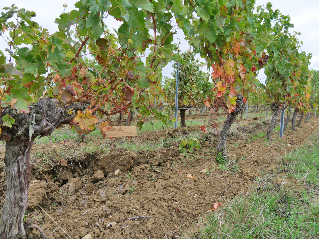 Виноградник на урожай